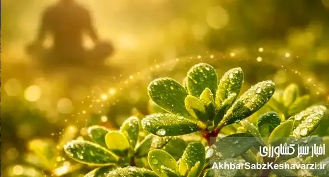 گیاه خرفه؛ گنج پنهان طبیعت برای کنترل استرس