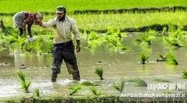 امنیت غذایی، سلاحی خاموش!