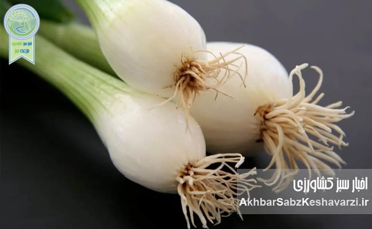 خواص بینظیر پیازچه برای سلامت پوست و مو