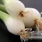 خواص بی‌نظیر پیازچه برای سلامت پوست و مو