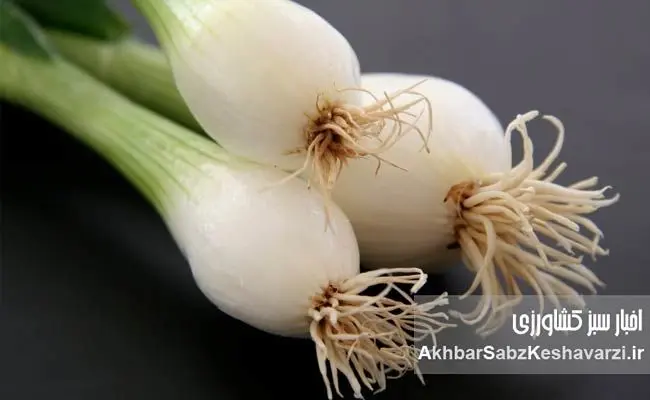 خواص بی‌نظیر پیازچه برای سلامت پوست و مو