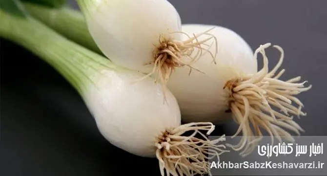 خواص بی‌نظیر پیازچه برای سلامت پوست و مو