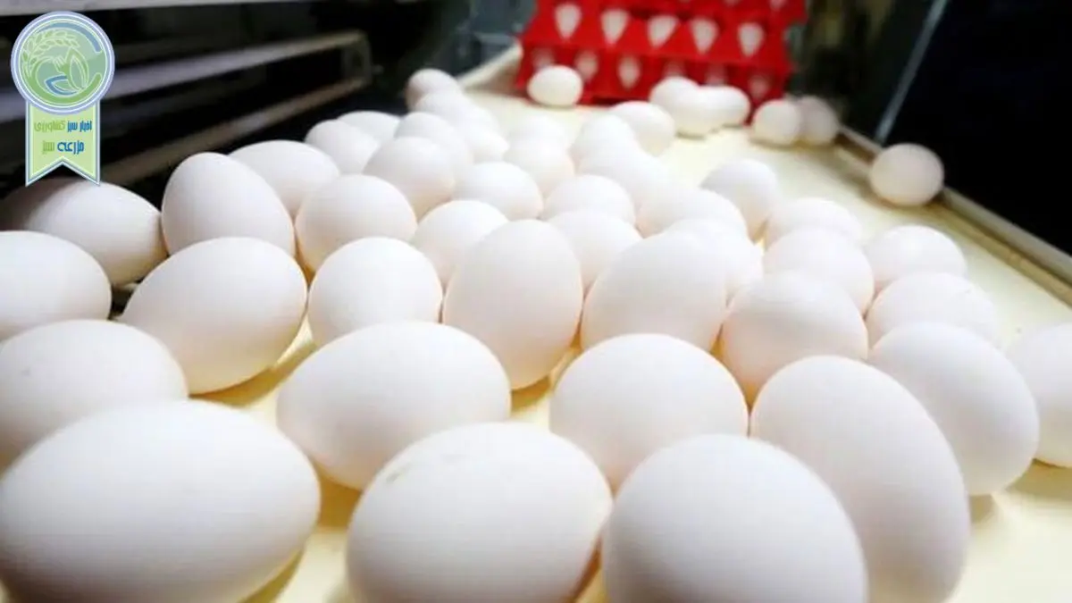 تولید تخم مرغ ۲۵ هزارتن مازاد بر نیاز کشور

