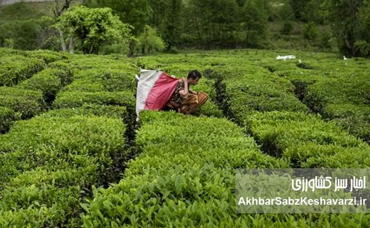 افزایش ۳۰ درصدی نرخ برگ سبز چای در سال جاری؛ پرداخت ۸۵ درصد مطالبات چایکاران