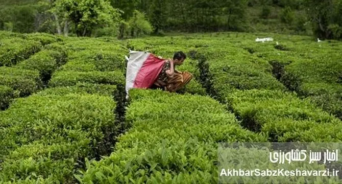 افزایش ۳۰ درصدی نرخ برگ سبز چای در سال جاری؛ پرداخت ۸۵ درصد مطالبات چایکاران
