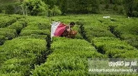 افزایش ۳۰ درصدی نرخ برگ سبز چای در سال جاری؛ پرداخت ۸۵ درصد مطالبات چایکاران
