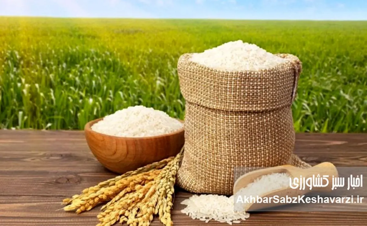 بحران برنج، دست‌ساز سیاست‌هاست؛ وقتی واردات قربانی ارز و مالیات می‌شود