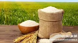 بحران برنج، دست‌ساز سیاست‌هاست؛ وقتی واردات قربانی ارز و مالیات می‌شود