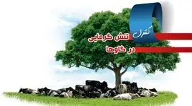 کنترل تنش گرمایی در گاوها

