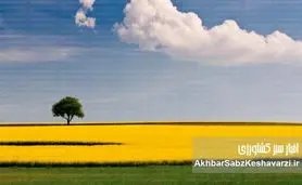 داستان روغن کانولا