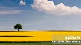 داستان روغن کانولا