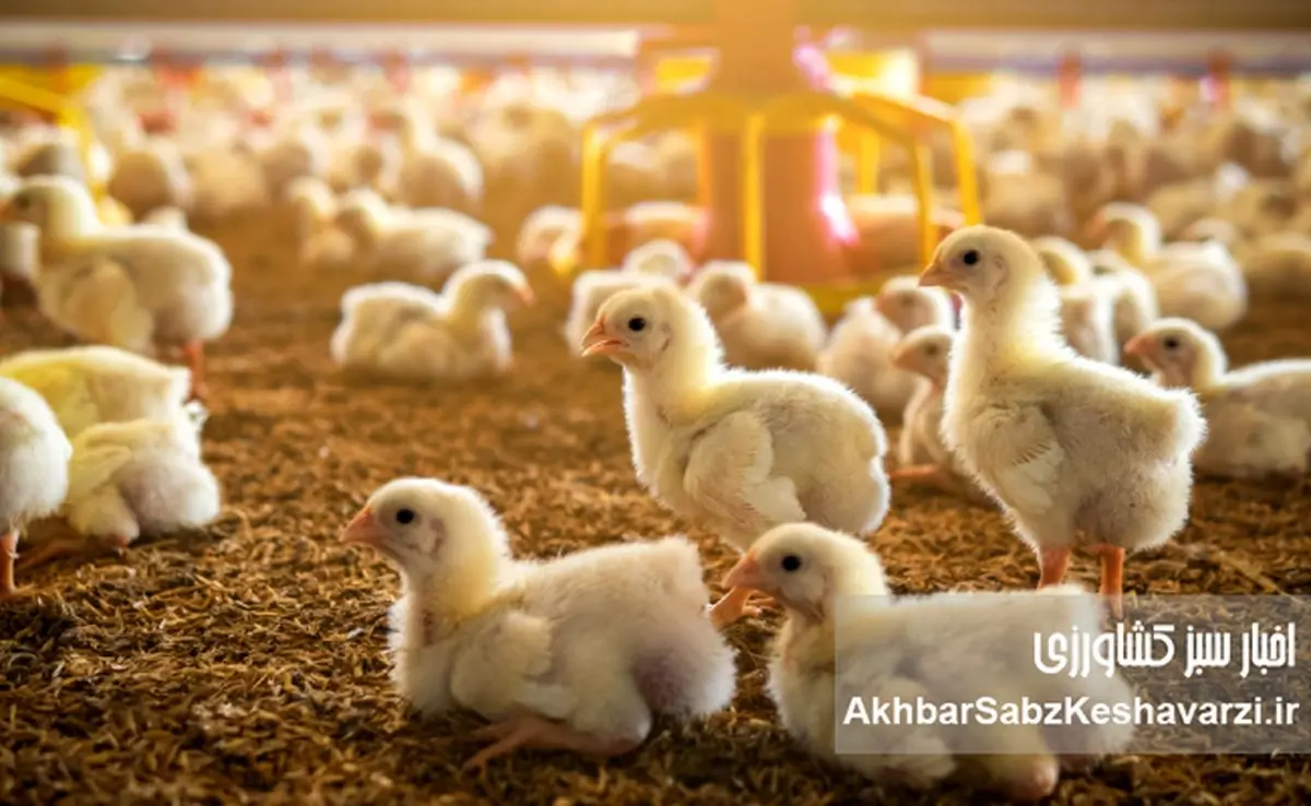 وزیر به عواقب ناگوار عدم تامین مرغ مورد نیاز کشور بی توجه است