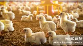 وزیر به عواقب ناگوار عدم تامین مرغ مورد نیاز کشور بی توجه است