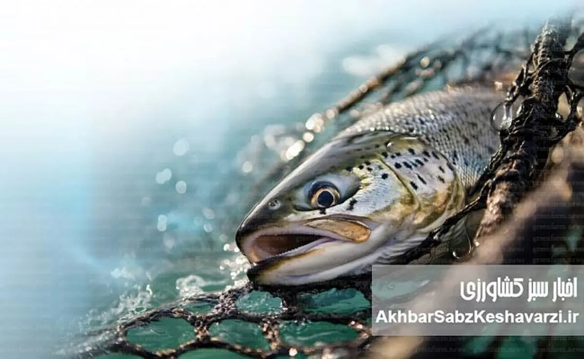 جهان در آستانه ۲۰۰ میلیون تن آبزیان؛ دهه سرنوشت‌ساز آبزی‌پروری