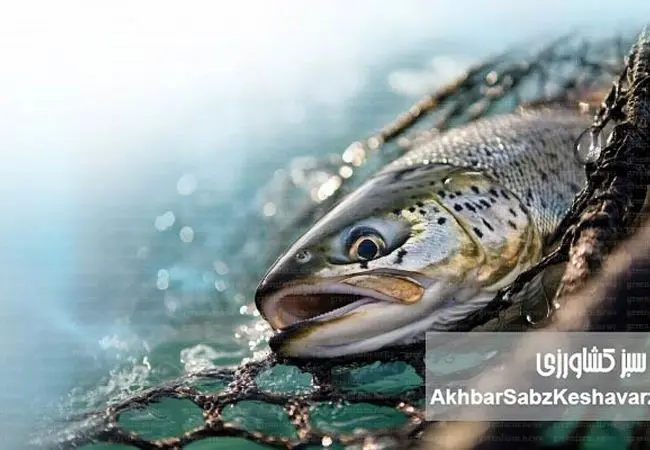 جهان در آستانه ۲۰۰ میلیون تن آبزیان؛ دهه سرنوشت‌ساز آبزی‌پروری