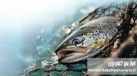 جهان در آستانه ۲۰۰ میلیون تن آبزیان؛ دهه سرنوشت‌ساز آبزی‌پروری