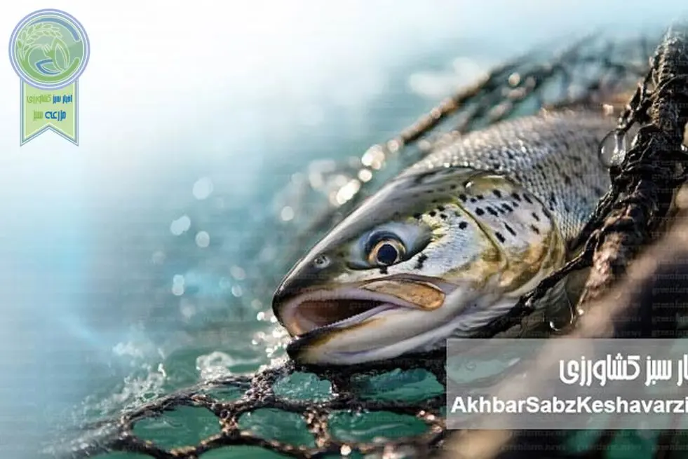 جهان در آستانه ۲۰۰ میلیون تن آبزیان؛ دهه سرنوشت‌ساز آبزی‌پروری
