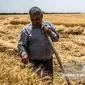 چماق گندم وارداتی برای پایین نگه داشتن نرخ داخلی