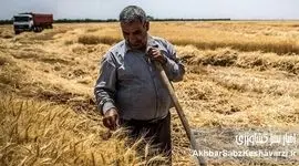 چماق گندم وارداتی برای پایین نگه داشتن نرخ داخلی