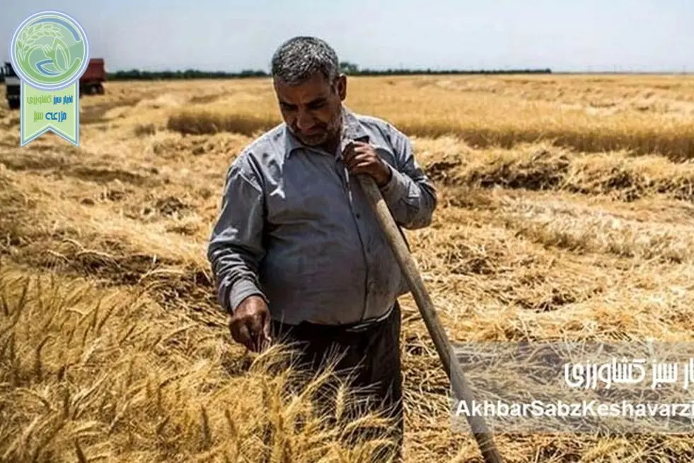 چماق گندم وارداتی برای پایین نگه داشتن نرخ داخلی