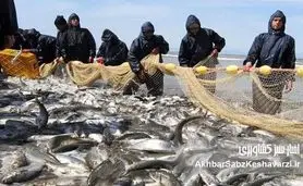 شیلات روی ریل بازدهی؛ وقتی آمارها از یک تغییر واقعی خبر می‌دهند