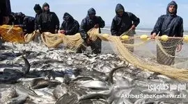 شیلات روی ریل بازدهی؛ وقتی آمارها از یک تغییر واقعی خبر می‌دهند