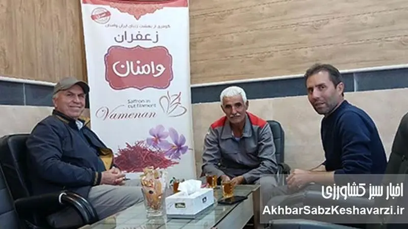 زعفران کم‌آب و سالم وامنان؛ الگویی موفق از کشاورزی پایدار در شرق گلستان+ ویدئو