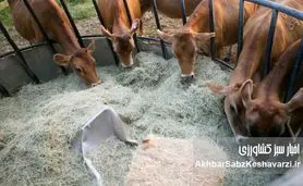 از علوفه تا پروبیوتیک: تحول شگفت‌انگیز در علم تغذیه دام
