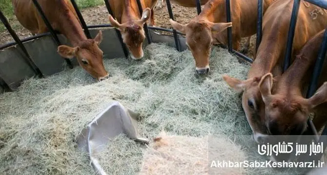 از علوفه تا پروبیوتیک: تحول شگفت‌انگیز در علم تغذیه دام