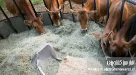 از علوفه تا پروبیوتیک: تحول شگفت‌انگیز در علم تغذیه دام