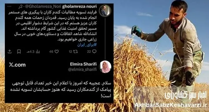 مطالبات گندمکاران واقعاً تسویه شد؟/ تفاوت میان توییت وزیر و صدای گندمکار