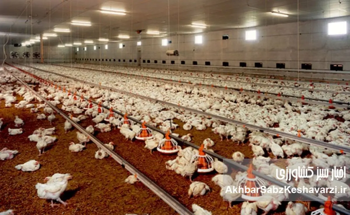 بحران بدهی ۶۰ همتی؛ وقتی دولت با امنیت غذایی قمار می‌کند