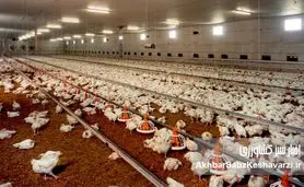 بحران بدهی ۶۰ همتی؛ وقتی دولت با امنیت غذایی قمار می‌کند