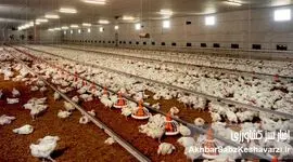 بحران بدهی ۶۰ همتی؛ وقتی دولت با امنیت غذایی قمار می‌کند