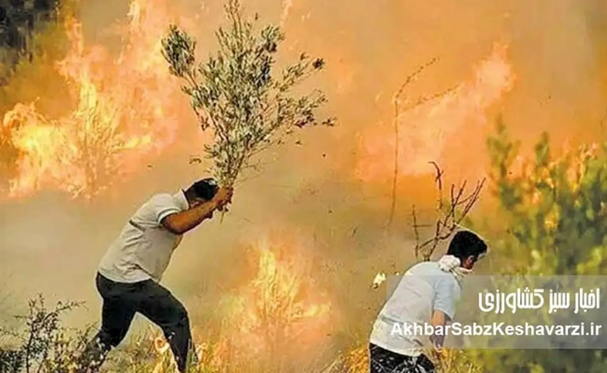 آتش زاگرس؛ شعلههایی که جان میگیرد، نهالهایی که شعارند!