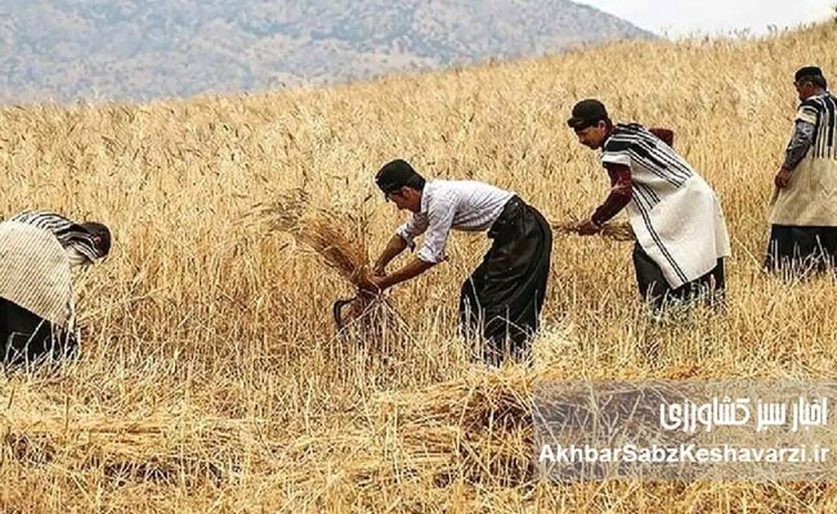 چرا سیاست فعلی، انگیزه گندمکاران را تضعیف و امنیت غذایی را تهدید می‌کند؟