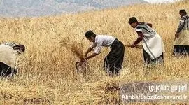 چرا سیاست فعلی، انگیزه گندمکاران را تضعیف و امنیت غذایی را تهدید می‌کند؟