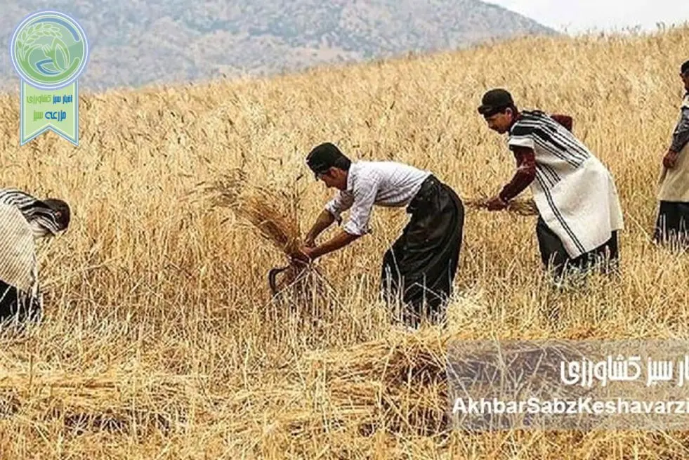 چرا سیاست فعلی، انگیزه گندمکاران را تضعیف و امنیت غذایی را تهدید می‌کند؟