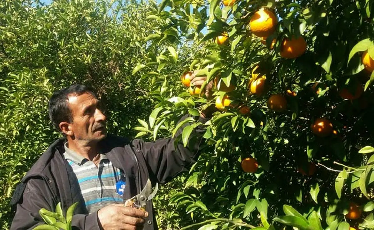 قطب تولید مرکبات کشور جاده دسترسی ندارد

