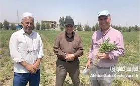 کشت نخود دیم در گلستان: راهکار بی‌خاک‌ورزی، کلید موفقیت در دل خشکی+ ویدئو