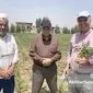 کشت نخود دیم در گلستان: راهکار بی‌خاک‌ورزی، کلید موفقیت در دل خشکی+ ویدئو