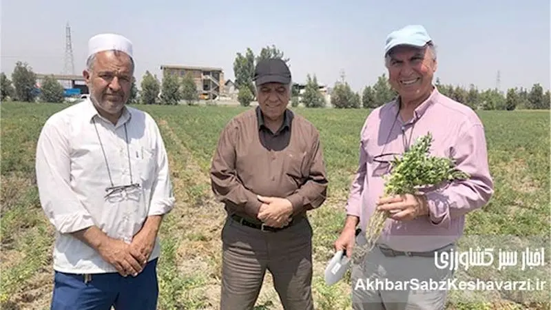 کشت نخود دیم در گلستان: راهکار بی‌خاک‌ورزی، کلید موفقیت در دل خشکی+ ویدئو