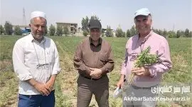 کشت نخود دیم در گلستان: راهکار بی‌خاک‌ورزی، کلید موفقیت در دل خشکی+ ویدئو
