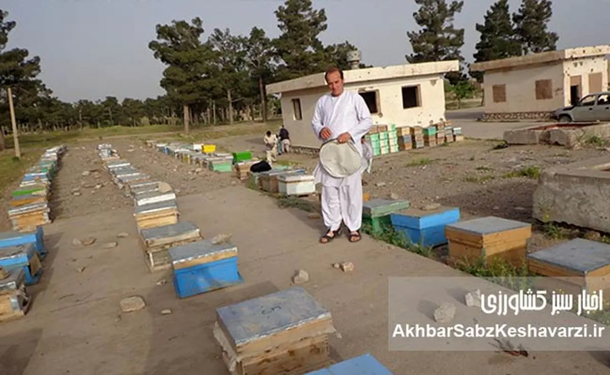 ۶ میلیون کیلو عسل در سال؛  زنبورداری افغانستان در مسیر صادرات+ عکس