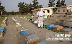 ۶ میلیون کیلو عسل در سال؛  زنبورداری افغانستان در مسیر صادرات+ عکس