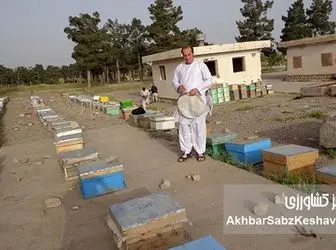 ۶ میلیون کیلو عسل در سال؛  زنبورداری افغانستان در مسیر صادرات+ عکس