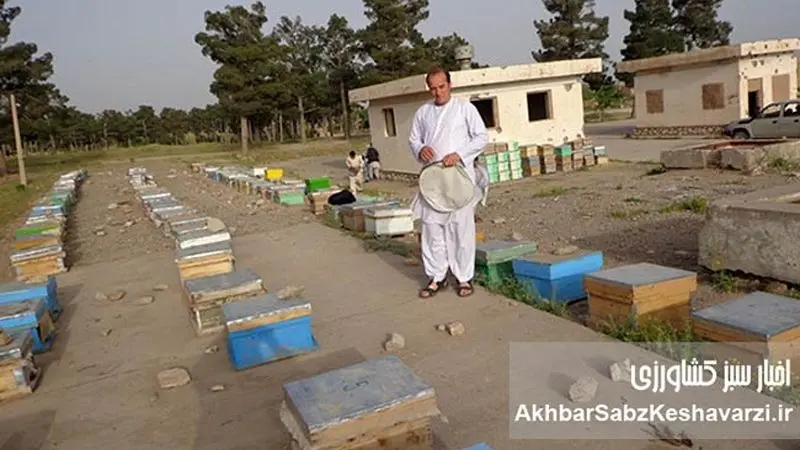 ۶ میلیون کیلو عسل در سال؛  زنبورداری افغانستان در مسیر صادرات+ عکس
