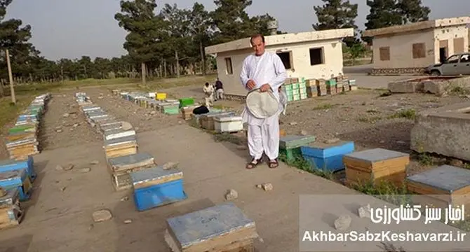 ۶ میلیون کیلو عسل در سال؛  زنبورداری افغانستان در مسیر صادرات+ عکس