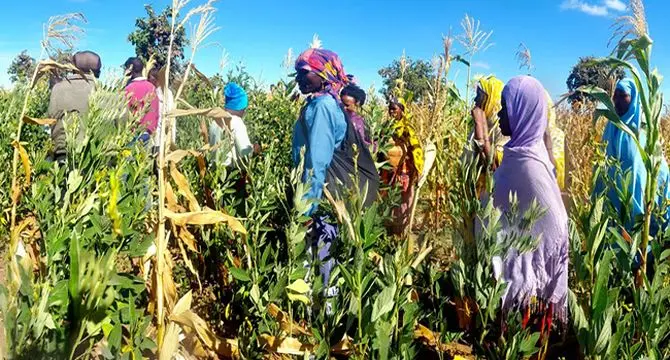 همکاری جنوب-جنوب: ایجاد سیستم‌های غذایی انعطاف‌پذیر برای آسیب‌پذیرترین اقشار