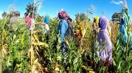 همکاری جنوب-جنوب: ایجاد سیستم‌های غذایی انعطاف‌پذیر برای آسیب‌پذیرترین اقشار